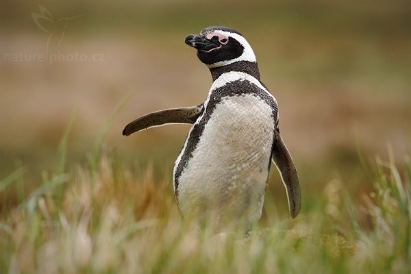 Tučňák magellanský (Spheniscus magellanicus), Tučňák magellanský (Spheniscus magellanicus), Magellanic penguin, Autor: Ondřej Prosický | NaturePhoto.cz, Model: Canon EOS-1D Mark III, Objektiv: Canon EF 500mm f/4 L IS USM, Ohnisková vzdálenost (EQ35mm): 910 mm, stativ Gitzo 3540LS + RRS BH55, Clona: 7.1, Doba expozice: 1/500 s, ISO: 400, Kompenzace expozice: 0, Blesk: Ne, Vytvořeno: 13. ledna 2009 15:29:36, Volunteer Point (Falklandské ostrovy) 
