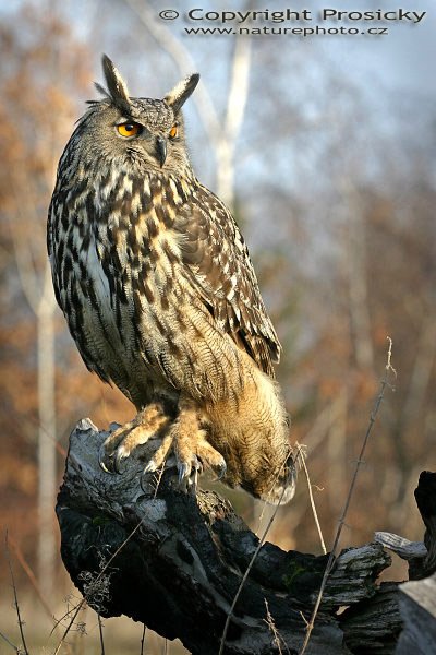 Výr velký (Bubo bubo), Autor: Ondřej Prosický, model aparátu: Canon EOS 300D DIGITAL, objektiv: Canon EF 70-200 f/2,8 L USM, použité ohnisko: 200mm, fotografováno z ruky, AF, clona: 5,6, doba expozice: 1/640 s, ISO: 200, korekce expozice 0 EV, blesk: ne, vytvořeno: 14. února 2004, Workshop Fotografování ptáků v přírodě, Chomutov (ČR), FOTOGRAFIE JE PUBLIKOV??NA V KNIZE "SVĚT V OBJEKTIVU - CZECH PHOTO ANNUAL"