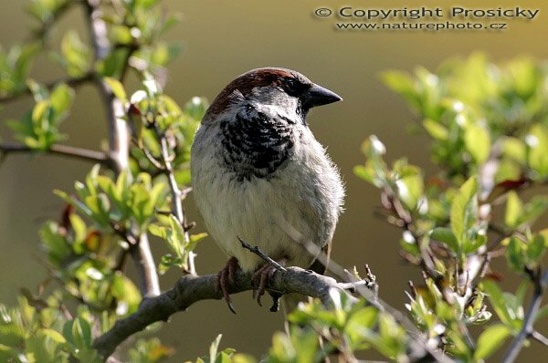 Vrabec domácí (Passer domesticus), Autor: Ondřej Prosický, Model aparátu: Canon EOS 300D DIGITAL, Objektiv: Canon EF 400mm f/5.6 L USM, Ohnisková vzdálenost: 400.00 mm, monopod Manfrotto 681B + 234RC, Clona: 6.30, Doba expozice: 1/200 s, ISO: 100, Vyvážení expozice: 0.33, Vytvořeno: 30. dubna 2005 15:05:50, Lešná u Zlína (ČR) 