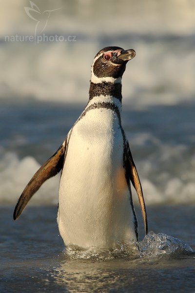 Tučňák magellanský (Spheniscus magellanicus), Tučňák magellanský (Spheniscus magellanicus), Magellanic penguin, Autor: Ondřej Prosický | NaturePhoto.cz, Model: Canon EOS-1D Mark III, Objektiv: Canon EF 500mm f/4 L IS USM + TC Canon 1.4x, Ohnisková vzdálenost (EQ35mm): 910 mm, stativ Gitzo 3540LS + RRS BH55, Clona: 9.0, Doba expozice: 1/2000 s, ISO: 250, Kompenzace expozice: -2/3, Blesk: Ne, Vytvořeno: 12. ledna 2009 23:29:10, Volunteer Point (Falklandské ostrovy) 