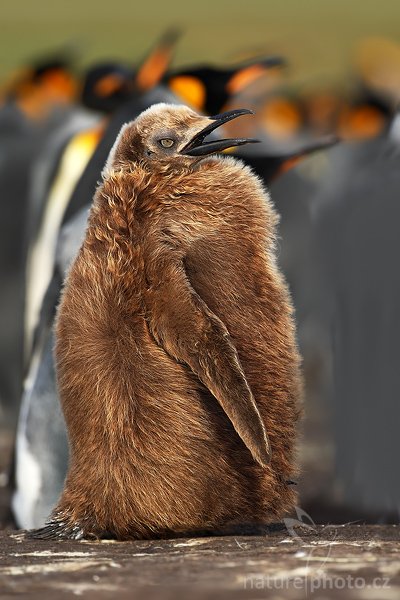 Tučňák patagonský (Aptenodytes patagonicus), Tučňák patagonský (Aptenodytes patagonicus), King penguin, Autor: Ondřej Prosický | NaturePhoto.cz, Model: Canon EOS-1D Mark III, Objektiv: Canon EF 500mm f/4 L IS USM, Ohnisková vzdálenost (EQ35mm): 650 mm, stativ Gitzo 3540LS + RRS BH55, Clona: 5.0, Doba expozice: 1/640 s, ISO: 200, Kompenzace expozice: -1/3, Blesk: Ne, Vytvořeno: 12. ledna 2009 18:41:11, Volunteer Point (Falklandské ostrovy) 