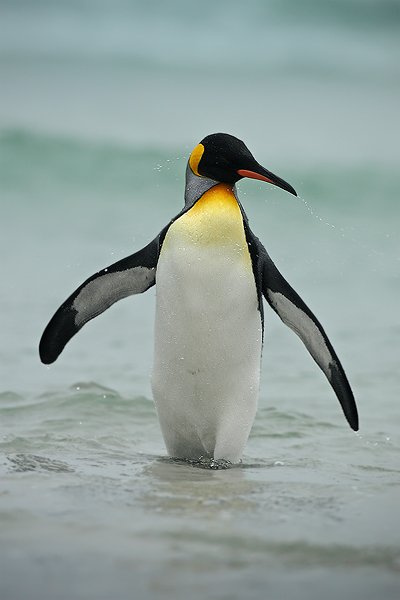 Tučňák patagonský (Aptenodytes patagonicus), Tučňák patagonský (Aptenodytes patagonicus), King penguin, Autor: Ondřej Prosický | NaturePhoto.cz, Model: Canon EOS-1D Mark III, Objektiv: Canon EF 500mm f/4 L IS USM, Ohnisková vzdálenost (EQ35mm): 650 mm, stativ Gitzo 3540LS + RRS BH55, Clona: 6.3, Doba expozice: 1/500 s, ISO: 400, Kompenzace expozice: +2/3, Blesk: Ne, Vytvořeno: 13. ledna 2009 17:30:04, Volunteer Point (Falklandské ostrovy) 