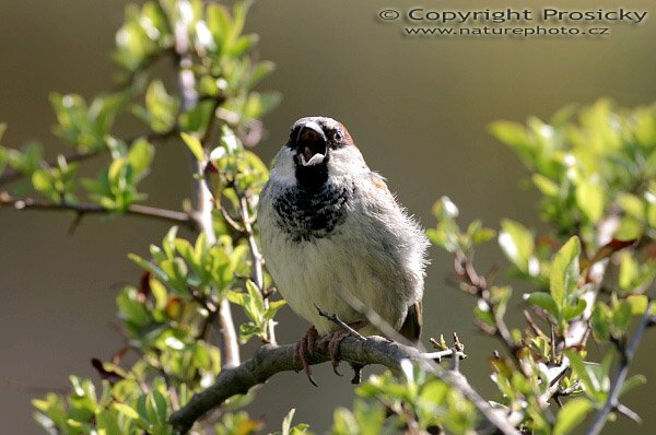 Vrabec domácí (Passer domesticus), Autor: Ondřej Prosický, Model aparátu: Canon EOS 300D DIGITAL, Objektiv: Canon EF 400mm f/5.6 L USM, Ohnisková vzdálenost: 400.00 mm, monopod Manfrotto 681B + 234RC, Clona: 5.60, Doba expozice: 1/200 s, ISO: 100, Vyvážení expozice: 0.67, Vytvořeno: 30. dubna 2005 15:05:08, Lešná u Zlína (ČR) 