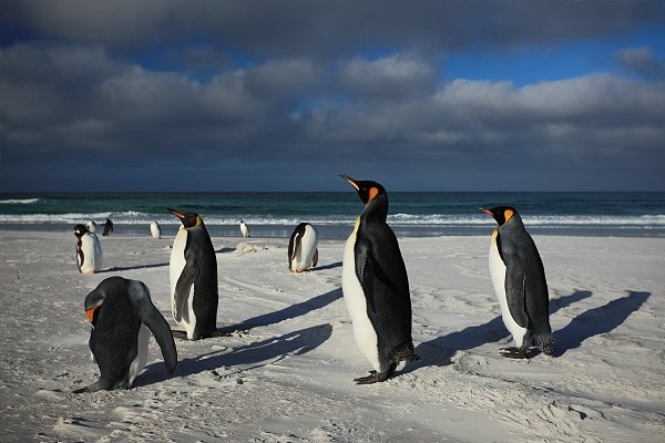 Tučňák patagonský (Aptenodytes patagonicus), Tučňák patagonský (Aptenodytes patagonicus), King penguin, Autor: Ondřej Prosický | NaturePhoto.cz, Model: Canon EOS 5D Mark II, Objektiv: Canon EF 500mm f/4 L IS USM, stativ Gitzo 3540LS + RRS BH55, Clona: 7.1, Doba expozice: 1/400 s, ISO: 100, Kompenzace expozice: -1, Blesk: Ne, Vytvořeno: 12. ledna 2009 23:07:26, Volunteer Point (Falklandské ostrovy) 