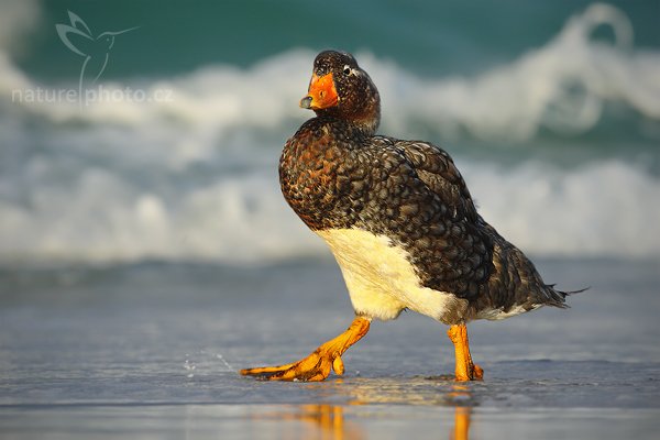 Husice krátkokřídlá (Tachyeres brachypterus), Husice krátkokřídlá (Tachyeres brachypterus), Falkland Steamer Duck, Autor: Ondřej Prosický | NaturePhoto.cz, Model: Canon EOS-1D Mark III, Objektiv: Canon EF 500mm f/4 L IS USM, Ohnisková vzdálenost (EQ35mm): 650 mm, stativ Gitzo 3540LS + RRS BH55, Clona: 8.0, Doba expozice: 1/640 s, ISO: 250, Kompenzace expozice: -1/3, Blesk: Ne, Vytvořeno: 12. ledna 2009 20:00:08, Volunteer Point (Falklandské ostrovy) 