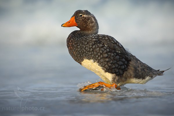 Husice krátkokřídlá (Tachyeres brachypterus), Husice krátkokřídlá (Tachyeres brachypterus), Falkland Steamer Duck, Autor: Ondřej Prosický | NaturePhoto.cz, Model: Canon EOS-1D Mark III, Objektiv: Canon EF 500mm f/4 L IS USM, Ohnisková vzdálenost (EQ35mm): 650 mm, stativ Gitzo 3540LS + RRS BH55, Clona: 8.0, Doba expozice: 1/400 s, ISO: 250, Kompenzace expozice: -1/3, Blesk: Ne, Vytvořeno: 12. ledna 2009 19:58:57, Volunteer Point (Falklandské ostrovy) 