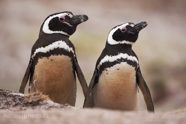 Tučňák magellanský (Spheniscus magellanicus), Tučňák magellanský (Spheniscus magellanicus), Magellanic penguin, Autor: Ondřej Prosický | NaturePhoto.cz, Model: Canon EOS-1D Mark III, Objektiv: Canon EF 500mm f/4 L IS USM, Ohnisková vzdálenost (EQ35mm): 650 mm, stativ Gitzo 3540LS + RRS BH55, Clona: 4.0, Doba expozice: 1/400 s, ISO: 200, Kompenzace expozice: 0, Blesk: Ne, Vytvořeno: 13. ledna 2009 11:12:14, Volunteer Point (Falklandské ostrovy)
