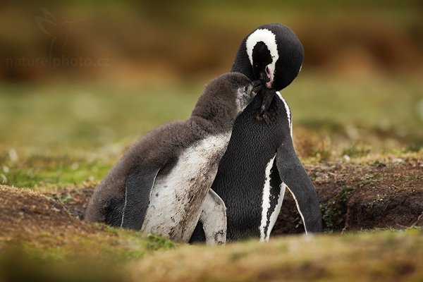 Tučňák magellanský (Spheniscus magellanicus), Tučňák magellanský (Spheniscus magellanicus), Magellanic penguin, Autor: Ondřej Prosický | NaturePhoto.cz, Model: Canon EOS 5D Mark II, Objektiv: Canon EF 500mm f/4 L IS USM, stativ Gitzo 3540LS + RRS BH55, Clona: 6.3, Doba expozice: 1/640 s, ISO: 400, Kompenzace expozice: -1/3, Blesk: Ne, Vytvořeno: 14. ledna 2009 17:29:21, Volunteer Point (Falklandské ostrovy) 