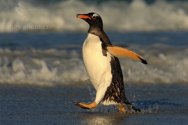 Tučňák oslí (Pygoscelis papua), Tučňák oslí (Pygoscelis papua), Gentoo penguin, Autor: Ondřej Prosický | NaturePhoto.cz, Model: Canon EOS-1D Mark III, Objektiv: Canon EF 500mm f/4 L IS USM + TC Canon 1.4x, Ohnisková vzdálenost (EQ35mm): 910 mm, stativ Gitzo 3540LS + RRS BH55, Clona: 9.0, Doba expozice: 1/2500 s, ISO: 250, Kompenzace expozice: -2/3, Blesk: Ne, Vytvořeno: 12. ledna 2009 23:29:51, Volunteer Point (Falklandské ostrovy)