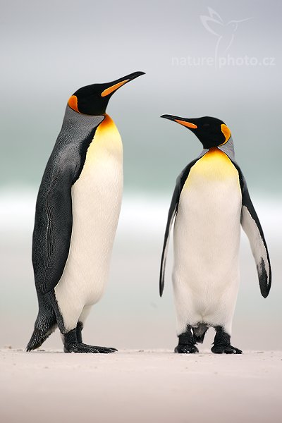 Tučňák patagonský (Aptenodytes patagonicus), Tučňák patagonský (Aptenodytes patagonicus), King penguin, Autor: Ondřej Prosický | NaturePhoto.cz, Model: Canon EOS-1D Mark III, Objektiv: Canon EF 500mm f/4 L IS USM, Ohnisková vzdálenost (EQ35mm): 650 mm, stativ Gitzo 3540LS + RRS BH55, Clona: 5.6, Doba expozice: 1/250 s, ISO: 100, Kompenzace expozice: +2/3, Blesk: Ne, Vytvořeno: 13. ledna 2009 17:12:14, Volunteer Point (Falklandské ostrovy) 