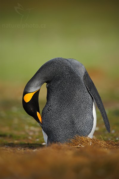 Tučňák patagonský (Aptenodytes patagonicus), Tučňák patagonský (Aptenodytes patagonicus), King penguin, Autor: Ondřej Prosický | NaturePhoto.cz, Model: Canon EOS-1D Mark III, Objektiv: Canon EF 500mm f/4 L IS USM, Ohnisková vzdálenost (EQ35mm): 650 mm, stativ Gitzo 3540LS + RRS BH55, Clona: 4.0, Doba expozice: 1/2000 s, ISO: 200, Kompenzace expozice: -1/3, Blesk: Ne, Vytvořeno: 12. ledna 2009 22:02:36, Volunteer Point (Falklandské ostrovy)