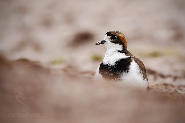 Kulík falklandský (Charadrius falklandicus), Kulík falklandský (Charadrius falklandicus), Two-banded Plover, Autor: Ondřej Prosický | NaturePhoto.cz, Model: Canon EOS-1D Mark III, Objektiv: Canon EF 500mm f/4 L IS USM, Ohnisková vzdálenost (EQ35mm): 650 mm, stativ Gitzo 3540LS + RRS BH55, Clona: 4.0, Doba expozice: 1/800 s, ISO: 200, Kompenzace expozice: 0, Blesk: Ne, Vytvořeno: 13. ledna 2009 11:20:18, Volunteer Point (Falklandské ostrovy) 