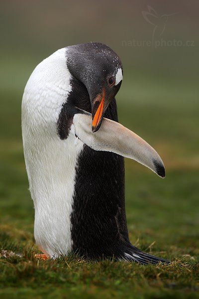Tučňák oslí (Pygoscelis papua), Tučňák oslí (Pygoscelis papua), Gentoo penguin, Autor: Ondřej Prosický | NaturePhoto.cz, Model: Canon EOS-1D Mark III, Objektiv: Canon EF 500mm f/4 L IS USM, Ohnisková vzdálenost (EQ35mm): 650 mm, stativ Gitzo 3540LS + RRS BH55, Clona: 6.3, Doba expozice: 1/400 s, ISO: 250, Kompenzace expozice: +1/3, Blesk: Ne, Vytvořeno: 13. ledna 2009 12:17:33, Volunteer Point (Falklandské ostrovy) 