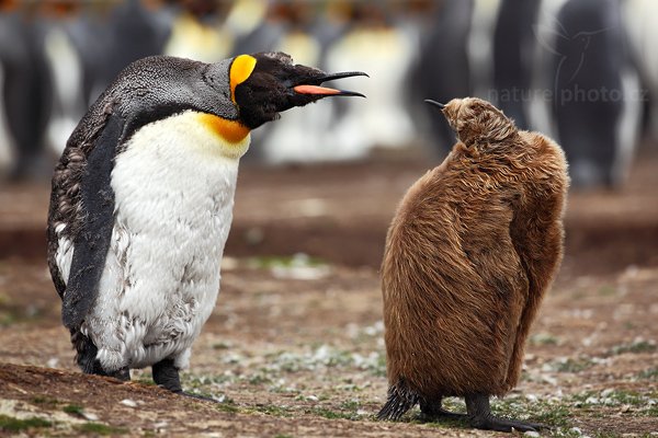 Tučňák patagonský (Aptenodytes patagonicus), Tučňák patagonský (Aptenodytes patagonicus), King penguin, Autor: Ondřej Prosický | NaturePhoto.cz, Model: Canon EOS 5D Mark II, Objektiv: Canon EF 500mm f/4 L IS USM, stativ Gitzo 3540LS + RRS BH55, Clona: 6.3, Doba expozice: 1/800 s, ISO: 400, Kompenzace expozice: -1/3, Blesk: Ne, Vytvořeno: 14. ledna 2009 17:43:56, Volunteer Point (Falklandské ostrovy) 