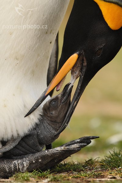 Tučňák patagonský (Aptenodytes patagonicus), Tučňák patagonský (Aptenodytes patagonicus), King penguin, Autor: Ondřej Prosický | NaturePhoto.cz, Model: Canon EOS-1D Mark III, Objektiv: Canon EF 500mm f/4 L IS USM, Ohnisková vzdálenost (EQ35mm): 650 mm, stativ Gitzo 3540LS + RRS BH55, Clona: 7.1, Doba expozice: 1/1000 s, ISO: 320, Kompenzace expozice: 0, Blesk: Ne, Vytvořeno: 14. ledna 2009 16:05:53, Volunteer Point (Falklandské ostrovy) 