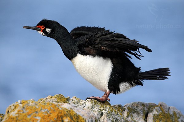 Kormorán skalní (Phalacrocorax magellanicus), Kormorán skalní (Phalacrocorax magellanicus), Rock Shag, Autor: Ondřej Prosický | NaturePhoto.cz, Model: Canon EOS-1D Mark III, Objektiv: Canon EF 500mm f/4 L IS USM, Ohnisková vzdálenost (EQ35mm): 650 mm, stativ Gitzo 3540LS + RRS BH55, Clona: 7.1, Doba expozice: 1/1250 s, ISO: 500, Kompenzace expozice: -1/3, Blesk: Ne, Vytvořeno: 29. ledna 2009 17:49:24, Gypsy Cove (Falklandské ostrovy) 