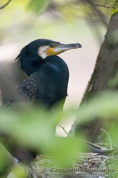 Kormorán velký (Phalacrocorax carbo), Autor: Ondřej Prosický, Model aparátu: Canon EOS 300D DIGITAL, Objektiv: Canon EF 400mm f/5.6 L USM, Ohnisková vzdálenost: 400.00 mm, monopod Manfrotto 681B + 234RC, Clona: 5.60, Doba expozice: 1/200 s, ISO: 400, Vyvážení expozice: 1.00, Blesk: Ano, Vytvořeno: 30. dubna 2005 12:42:00