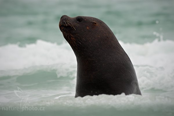 Lachtan hřivnatý (Otaria flavescens), Lachtan hřivnatý (Otaria flavescens), Sea lion, Autor: Ondřej Prosický | NaturePhoto.cz, Model: Canon EOS-1D Mark III, Objektiv: Canon EF 500mm f/4 L IS USM, Ohnisková vzdálenost (EQ35mm): 650 mm, stativ Gitzo 3540LS + RRS BH55, Clona: 9.0, Doba expozice: 1/320 s, ISO: 250, Kompenzace expozice: -1/3, Blesk: Ne, Vytvořeno: 13. ledna 2009 16:33:01, Volunteer Point (Falklandské ostrovy)