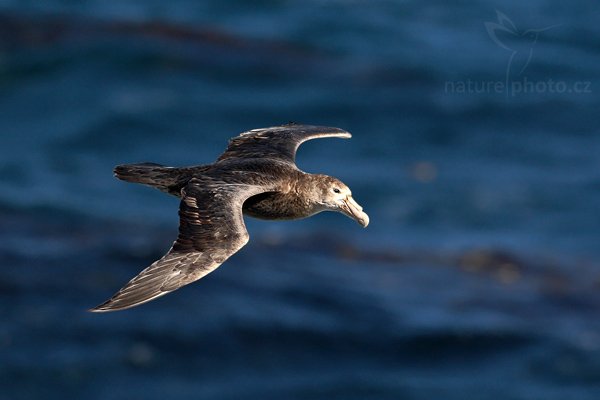 Buřňák obrovský (Macronetes giganticus = giganteus), Buřňák obrovský (Macronetes giganticus = giganteus), Giant petrel, Autor: Ondřej Prosický | NaturePhoto.cz, Model: Canon EOS-1D Mark III, Objektiv: Canon EF 500mm f/4 L IS USM, Ohnisková vzdálenost (EQ35mm): 650 mm, stativ Gitzo 3540LS + RRS BH55, Clona: 7.1, Doba expozice: 1/1600 s, ISO: 320, Kompenzace expozice: -1 2/3, Blesk: Ne, Vytvořeno: 17. ledna 2009 17:30:12, Sea Lion Island (Falklandské ostrovy)