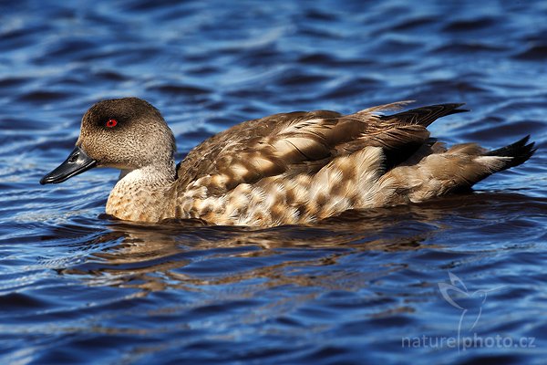 Kachna patagonská (Lophonetta specularioides specularioides), Kachna patagonská (Lophonetta specularioides specularioides), Crested Duck, Autor: Ondřej Prosický | NaturePhoto.cz, Model: Canon EOS-1D Mark III, Objektiv: Canon EF 500mm f/4 L IS USM, Ohnisková vzdálenost (EQ35mm): 650 mm, stativ Gitzo 3540LS + RRS BH55, Clona: 14, Doba expozice: 1/640 s, ISO: 400, Kompenzace expozice: -1/3, Blesk: Ne, Vytvořeno: 17. ledna 2009 15:55:27, Volunteer Point (Falklandské ostrovy)