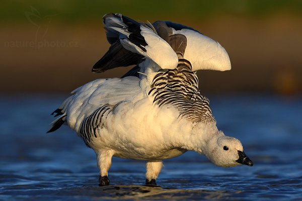 Husice magellanská (Chloephaga picta), Husice magellanská (Chloephaga picta), Upland goose, Autor: Ondřej Prosický | NaturePhoto.cz, Model: Canon EOS-1D Mark III, Objektiv: Canon EF 500mm f/4 L IS USM, Ohnisková vzdálenost (EQ35mm): 650 mm, stativ Gitzo 3540LS + RRS BH55, Clona: 8.0, Doba expozice: 1/800 s, ISO: 250, Kompenzace expozice: -2/3, Blesk: Ne, Vytvořeno: 17. ledna 2009 20:28:11, Volunteer Point (Falklandské ostrovy)
