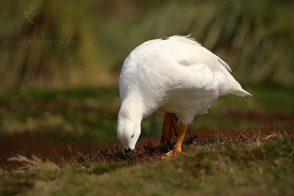 Husice pobřežní (Chloephaga hybrida), Husice pobřežní (Chloephaga hybrida), Kelp goose, Autor: Ondřej Prosický | NaturePhoto.cz, Model: Canon EOS-1D Mark III, Objektiv: Canon EF 500mm f/4 L IS USM, Ohnisková vzdálenost (EQ35mm): 650 mm, stativ Gitzo 3540LS + RRS BH55, Clona: 9.0, Doba expozice: 1/500 s, ISO: 100, Kompenzace expozice: -2/3, Blesk: Ne, Vytvořeno: 17. ledna 2009 14:19:53, Volunteer Point (Falklandské ostrovy)