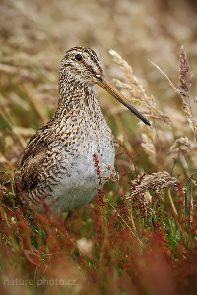 Bekasina jihoamerická (Gallinago paraguaiae magellanica), Bekasina jihoamerická (Gallinago paraguaiae magellanica), Magellanic Snipe, Autor: Ondřej Prosický | NaturePhoto.cz, Model: Canon EOS-1D Mark III, Objektiv: Canon EF 500mm f/4 L IS USM, Ohnisková vzdálenost (EQ35mm): 650 mm, stativ Gitzo 3540LS + RRS BH55, Clona: 6.3, Doba expozice: 1/1250 s, ISO: 400, Kompenzace expozice: -2/3, Blesk: Ne, Vytvořeno: 17. ledna 2009 14:59:33, Sea Lion Island (Falklandské ostrovy)