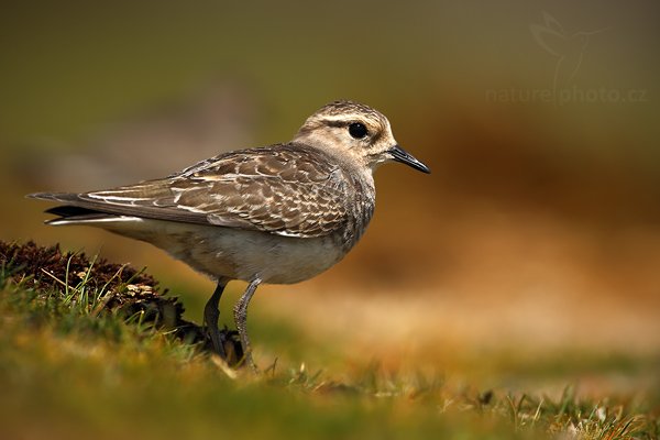 Kulík šedolící (Charadrius modestus), Kulík šedolící (Charadrius modestus), Rufous-chested Plover or Rufous-chested Dotterel, Autor: Ondřej Prosický | NaturePhoto.cz, Model: Canon EOS-1D Mark III, Objektiv: Canon EF 500mm f/4 L IS USM, Ohnisková vzdálenost (EQ35mm): 650 mm, stativ Gitzo 3540LS + RRS BH55, Clona: 5.6, Doba expozice: 1/1250 s, ISO: 100, Kompenzace expozice: -2/3, Blesk: Ne, Vytvořeno: 15. ledna 2009 11:29:50, Volunteer Point (Falklandské ostrovy)