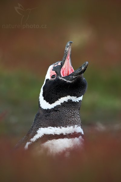 Tučňák magellanský (Spheniscus magellanicus), Tučňák magellanský (Spheniscus magellanicus), Magellanic penguin, Autor: Ondřej Prosický | NaturePhoto.cz, Model: Canon EOS-1D Mark III, Objektiv: Canon EF 500mm f/4 L IS USM, Ohnisková vzdálenost (EQ35mm): 650 mm, stativ Gitzo 3540LS + RRS BH55, Clona: 5.0, Doba expozice: 1/250 s, ISO: 1000, Kompenzace expozice: -2/3, Blesk: Ne, Vytvořeno: 19. ledna 2009 20:52:19, Volunteer Point (Falklandské ostrovy)