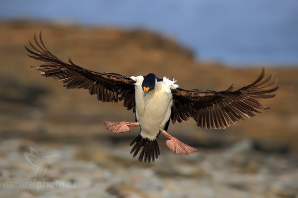 Kormorán císařský (Phalacrocorax atriceps), Kormorán císařský (Phalacrocorax atriceps), Imperial Shag, Autor: Ondřej Prosický | NaturePhoto.cz, Model: Canon EOS-1D Mark III, Objektiv: Canon EF 500mm f/4 L IS USM, Ohnisková vzdálenost (EQ35mm): 650 mm, stativ Gitzo 3540LS + RRS BH55, Clona: 6.3, Doba expozice: 1/1250 s, ISO: 640, Kompenzace expozice: -1/3, Blesk: Ne, Vytvořeno: 18. ledna 2009 19:22:02, Sea Lion Island (Falklandské ostrovy) 