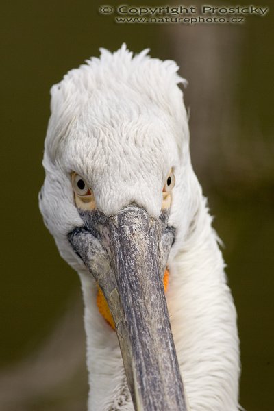 Pelikán kadeřavý. (Pelecanus crispus), Autor: Ondřej Prosický, Model aparátu: Canon EOS-1D Mark II, Objektiv: Canon EF 400mm f/5.6 L USM, Ohnisková vzdálenost: 400.00 mm, monopod Manfrotto 681B + 234RC, Clona: 6.30, Doba expozice: 1/500 s, ISO: 200, Vyvážení expozice: 0.33, Blesk: Ne, Vytvořeno: 10. dubna 2005 9:26:02, ZOO Praha - Troja (ČR) 