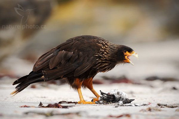 Čimango falklandský (Phalcoboenus australis), Čimango falklandský (Phalcoboenus australis), Strieted caracara, Autor: Ondřej Prosický | NaturePhoto.cz, Model: Canon EOS-1D Mark III, Objektiv: Canon EF 500mm f/4 L IS USM, Ohnisková vzdálenost (EQ35mm): 650 mm, stativ Gitzo 3540LS + RRS BH55, Clona: 7.1, Doba expozice: 1/640 s, ISO: 200, Kompenzace expozice: -1/3, Blesk: Ano, Vytvořeno: 18. ledna 2009 11:01:18, Sea Lion Island (Falklandské ostrovy)