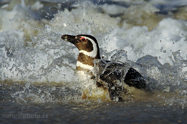 Tučňák magellanský (Spheniscus magellanicus), Tučňák magellanský (Spheniscus magellanicus), Magellanic penguin, Autor: Ondřej Prosický | NaturePhoto.cz, Model: Canon EOS-1D Mark III, Objektiv: Canon EF 500 f/4 L IS USM + TC 1.4x, Ohnisková vzdálenost (EQ35mm): 910 mm, stativ Gitzo 3540LS + RRS BH55, Clona: 9.0, Doba expozice: 1/1250 s, ISO: 250, Kompenzace expozice: -1/3, Blesk: Ne, Vytvořeno: 12. ledna 2009 23:44:26, Volunteer Point (Falklandské ostrovy) 