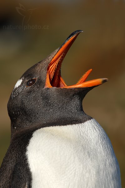 Tučňák oslí (Pygoscelis papua), Tučňák oslí (Pygoscelis papua), Gentoo penguin, Autor: Ondřej Prosický | NaturePhoto.cz, Model: Canon EOS-1D Mark III, Objektiv: Canon EF 500 f/4 L IS USM, Ohnisková vzdálenost (EQ35mm): 650 mm, stativ Gitzo 3540LS + RRS BH55, Clona: 10, Doba expozice: 1/1250 s, ISO: 200, Kompenzace expozice: -1, Blesk: Ne, Vytvořeno: 12. ledna 2009 21:33:16, Volunteer Point (Falklandské ostrovy) 