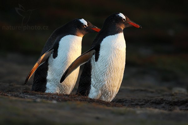 Tučňák oslí (Pygoscelis papua), Tučňák oslí (Pygoscelis papua), Gentoo penguin, Autor: Ondřej Prosický | NaturePhoto.cz, Model: Canon EOS-1D Mark III, Objektiv: Canon EF 500 f/4 L IS USM, Ohnisková vzdálenost (EQ35mm): 650 mm, stativ Gitzo 3540LS + RRS BH55, Clona: 5.6, Doba expozice: 1/800 s, ISO: 800, Kompenzace expozice: -1 1/3, Blesk: Ne, Vytvořeno: 17. ledna 2009 20:44:44, Sea Lion Island (Falklandské ostrovy)