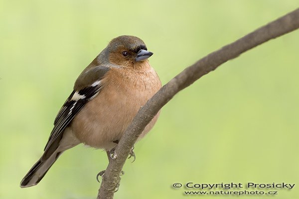 Pěnkava obecná (Fringilla coelebs), Autor: Ondřej Prosický, Model aparátu: Canon EOS-1D Mark II, Objektiv: Canon EF 400mm f/5.6 L USM, Ohnisková vzdálenost: 400.00 mm, monopod Manfrotto 681B + 234RC, Clona: 8.00, Doba expozice: 1/100 s, ISO: 320, Vyvážení expozice: 0.00, Blesk: Ne, Vytvořeno: 10. dubna 2005 9:18:14, Praha - Troja (ČR)