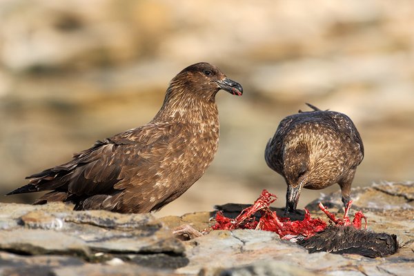 Chaluha jižní (Catharacta antarctica, Stercorarius antarcticus), Chaluha jižní (Catharacta antarctica, Stercorarius antarcticus), Brown skua, Autor: Ondřej Prosický | NaturePhoto.cz, Model: Canon EOS-1D Mark III, Objektiv: Canon EF 500 f/4 L IS USM, Ohnisková vzdálenost (EQ35mm): 650 mm, stativ Gitzo 3540LS + RRS BH55, Clona: 7.1, Doba expozice: 1/1600 s, ISO: 400, Kompenzace expozice: -1/3, Blesk: Ne, Vytvořeno: 18. ledna 2009 17:17:13, Sea Lion Island (Falklandské ostrovy) 