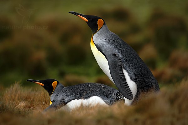 Tučňák patagonský (Aptenodytes patagonicus), Tučňák patagonský (Aptenodytes patagonicus), King penguin, Autor: Ondřej Prosický | NaturePhoto.cz, Model: Canon EOS 5D Mark II, Objektiv: Canon EF 500 f/4 L IS USM, stativ Gitzo 3540LS + RRS BH55, Clona: 4.5, Doba expozice: 1/3200 s, ISO: 200, Kompenzace expozice: -1 1/3, Blesk: Ne, Vytvořeno: 14. ledna 2009 14:59:20, Volunteer Point (Falklandské ostrovy) 