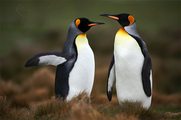 Tučňák patagonský (Aptenodytes patagonicus), Tučňák patagonský (Aptenodytes patagonicus), King penguin, Autor: Ondřej Prosický | NaturePhoto.cz, Model: Canon EOS 5D Mark II, Objektiv: Canon EF 500 f/4 L IS USM, stativ Gitzo 3540LS + RRS BH55, Clona: 5.0, Doba expozice: 1/800 s, ISO: 250, Kompenzace expozice: 0, Blesk: Ne, Vytvořeno: 14. ledna 2009 17:02:26, Volunteer Point (Falklandské ostrovy)