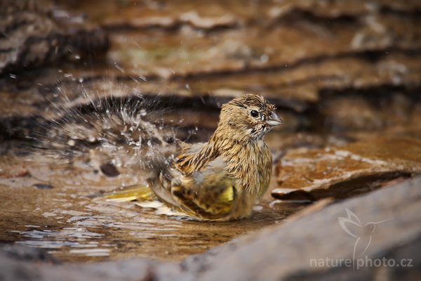 Dijuka černobradá (Melanodera melanodera), Dijuka černobradá (Melanodera melanodera) Autor: Ondřej Prosický | NaturePhoto.cz, Model: Canon EOS-1D Mark III, Objektiv: Canon EF 500 f/4 L IS USM, Ohnisková vzdálenost (EQ35mm): 910 mm, stativ Gitzo 3540LS + RRS BH55, Clona: 5.6, Doba expozice: 1/320 s, ISO: 250, Kompenzace expozice: +1/3, Blesk: Ne, Vytvořeno: 19. ledna 2009 11:29:27, Sea Lion Island (Falklandské ostrovy)