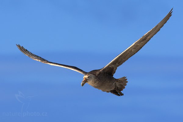 Buřňák obrovský (Macronetes giganticus = giganteus), Buřňák obrovský (Macronetes giganticus = giganteus), Autor: Ondřej Prosický | NaturePhoto.cz, Model: Canon EOS-1D Mark III, Objektiv: Canon EF 500 f/4 L IS USM, Ohnisková vzdálenost (EQ35mm): 650 mm, stativ Gitzo 3540LS + RRS BH55, Clona: 8.0, Doba expozice: 1/1250 s, ISO: 250, Kompenzace expozice: +1/3, Blesk: Ne, Vytvořeno: 19. ledna 2009 16:20:14, Sea Lion Island (Falklandské ostrovy)