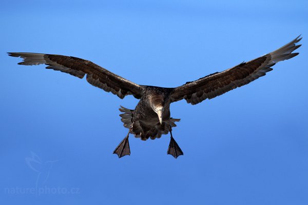 Buřňák obrovský (Macronetes giganticus = giganteus), Buřňák obrovský (Macronetes giganticus = giganteus), Giant petrel, Autor: Ondřej Prosický | NaturePhoto.cz, Model: Canon EOS-1D Mark III, Objektiv: Canon EF 500 f/4 L IS USM, Ohnisková vzdálenost (EQ35mm): 650 mm, stativ Gitzo 3540LS + RRS BH55, Clona: 5.6, Doba expozice: 1/1000 s, ISO: 100, Kompenzace expozice: 0, Blesk: Ne, Vytvořeno: 19. ledna 2009 17:01:55, Sea Lion Island (Falklandské ostrovy)