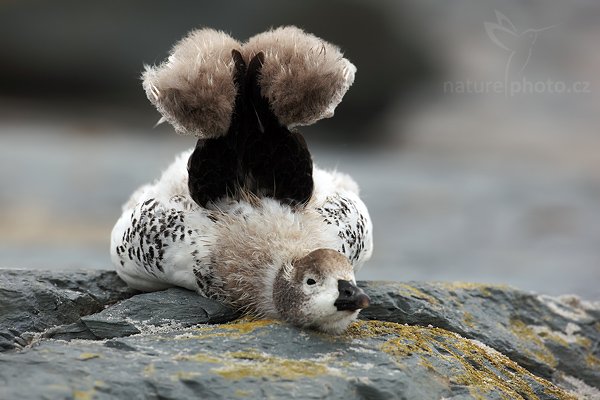 Husice pobřežní (Chloephaga hybrida), Husice pobřežní (Chloephaga hybrida), Kelp goose, Autor: Ondřej Prosický | NaturePhoto.cz, Model: Canon EOS 5D Mark II, Objektiv: Canon EF 500 f/4 L IS USM, stativ Gitzo 3540LS + RRS BH55, Clona: 8.0, Doba expozice: 1/500 s, ISO: 200, Kompenzace expozice: -1/3, Blesk: Ne, Vytvořeno: 20. ledna 2009 9:56:33, Sea Lion Island (Falklandské ostrovy)