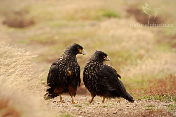 Čimango falklandský (Phalcoboenus australis), Čimango falklandský (Phalcoboenus australis), Strieted caracara, Autor: Ondřej Prosický | NaturePhoto.cz, Model: Canon EOS-1D Mark III, Objektiv: Canon EF 500 f/4 L IS USM, Ohnisková vzdálenost (EQ35mm): 650 mm, stativ Gitzo 3540LS + RRS BH55, Clona: 9.0, Doba expozice: 1/320 s, ISO: 200, Kompenzace expozice: -1/3, Blesk: Ne, Vytvořeno: 17. ledna 2009 15:16:19, Sea Lion Island (Falklandské ostrovy)