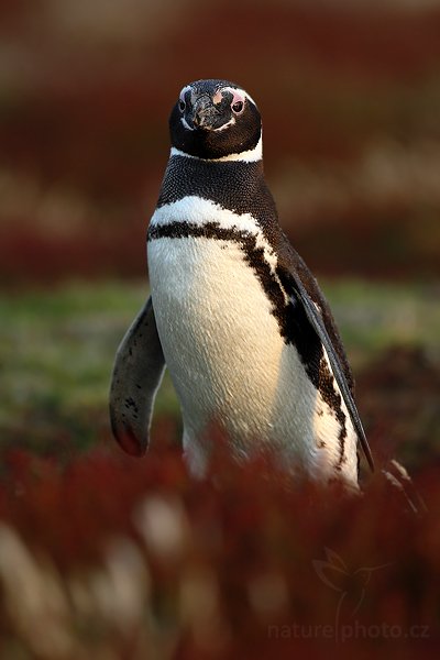 Tučňák magellanský (Spheniscus magellanicus), Tučňák magellanský (Spheniscus magellanicus), Magellanic penguin, Autor: Ondřej Prosický | NaturePhoto.cz, Model: Canon EOS-1D Mark III, Objektiv: Canon EF 500 f/4 L IS USM, Ohnisková vzdálenost (EQ35mm): 650 mm, stativ Gitzo 3540LS + RRS BH55, Clona: 5.0, Doba expozice: 1/250 s, ISO: 500, Kompenzace expozice: -2/3, Blesk: Ne, Vytvořeno: 19. ledna 2009 20:40:07, Sea Lion Island (Falklandské ostrovy) 
