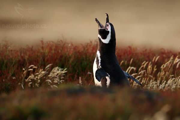 Tučňák magellanský (Spheniscus magellanicus), Tučňák magellanský (Spheniscus magellanicus), Magellanic penguin, Autor: Ondřej Prosický | NaturePhoto.cz, Model: Canon EOS-1D Mark III, Objektiv: Canon EF 500 f/4 L IS USM, Ohnisková vzdálenost (EQ35mm): 650 mm, stativ Gitzo 3540LS + RRS BH55, Clona: 5.0, Doba expozice: 1/200 s, ISO: 500, Kompenzace expozice: -2/3, Blesk: Ne, Vytvořeno: 19. ledna 2009 20:42:28, Sea Lion Island (Falklandské ostrovy) 