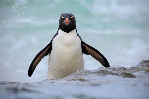 Tučňák skalní (Eudyptes chrysocome), Tučňák skalní (Eudyptes chrysocome), Rockhopper penguin, Autor: Ondřej Prosický | NaturePhoto.cz, Model: Canon EOS-1D Mark III, Objektiv: Canon EF 500mm f/4 L IS USM, Ohnisková vzdálenost (EQ35mm): 650 mm, stativ Gitzo 3540LS + RRS BH55, Clona: 8.0, Doba expozice: 1/640 s, ISO: 1000, Kompenzace expozice: +2/3, Blesk: Ano, Vytvořeno: 23. ledna 2009 18:39:44, Saunders Island (Falklandské ostrovy) 