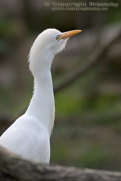 Volavka bělostná (Egretta thula), Autor: Ondřej Prosický, Model aparátu: Canon EOS 300D DIGITAL, Objektiv: Canon EF 400mm f/5.6 L USM, Ohnisková vzdálenost: 400.00 mm, monopod Manfrotto 681B + 234RC, Clona: 6.30, Doba expozice: 1/250 s, ISO: 400, Vyvážení expozice: 0.38, Blesk: Ne, Vytvořeno: 30. dubna 2005 16:35:06 