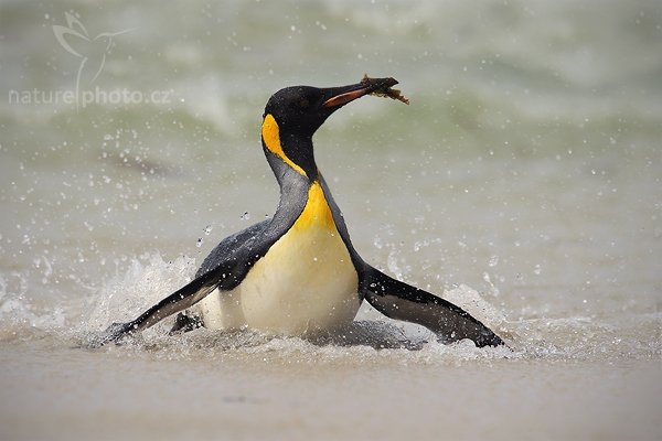Tučňák patagonský (Aptenodytes patagonicus), Tučňák patagonský (Aptenodytes patagonicus), King penguin, Autor: Ondřej Prosický | NaturePhoto.cz, Model: Canon EOS-1D Mark III, Objektiv: Canon EF 500mm f/4 L IS USM, Ohnisková vzdálenost (EQ35mm): 910 mm, stativ Gitzo 3540LS + RRS BH55, Clona: 8.0, Doba expozice: 1/1250 s, ISO: 250, Kompenzace expozice: +2/3, Blesk: Ne, Vytvořeno: 22. ledna 2009 15:26:53, Saunders Island (Falklandské ostrovy) 