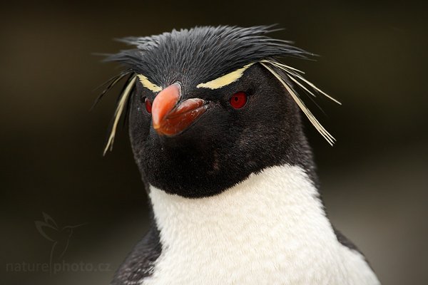 Tučňák skalní (Eudyptes chrysocome), Tučňák skalní (Eudyptes chrysocome), Rockhopper penguin, Autor: Ondřej Prosický | NaturePhoto.cz, Model: Canon EOS-1D Mark III, Objektiv: Canon EF 500mm f/4 L IS USM, Ohnisková vzdálenost (EQ35mm): 650 mm, stativ Gitzo 3540LS + RRS BH55, Clona: 6.3, Doba expozice: 1/400 s, ISO: 500, Kompenzace expozice: -1, Blesk: Ano, Vytvořeno: 22. ledna 2009 9:25:51, Saunders Island (Falklandské ostrovy) 